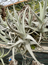 Tillandsia arequitae