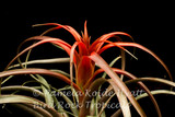 Tillandsia capitata var guzmanioides