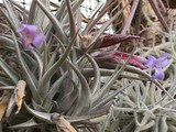 Tillandsia gerdae