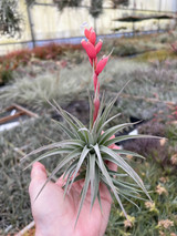 Tillandsia recurvifolia (syn. meridionalis)