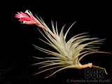 Tillandsia Strawberry Ice (T. stricta, white flowers)