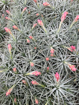 Tillandsia Strawberry Ice (T. stricta, white flowers)