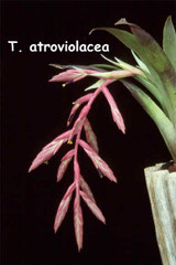 Tillandsia atroviolacea