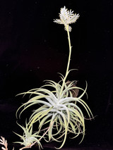 Tillandsia 'Casper' ( T. cacticola 'Alba') Tillandsia 'Casper' ( T. cacticola 'Alba')