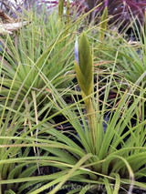 Tillandsia melanocrater (alba)