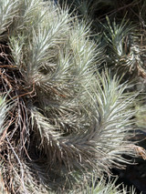 Tillandsia heteromorpha (Kleine Form) Tillandsia heteromorpha (Kleine Form)