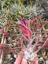 Tillandsia Charles Wiley (T. seleriana X bulbosa)