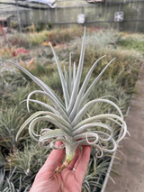 Tillandsia duratii v. saxatilis x recurvifolia (meridionalis)