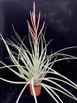 Tillandsia Chevalieri x fasciculata v. densispica - Bird Rock