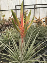 Tillandsia Aztec Flame (T.  jalisco-monticola x dugesii)