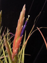 Tillandsia schatzlii x tricolor