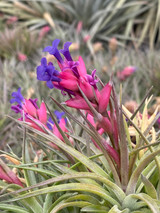 Tillandsia neglecta x aeranthos