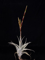 Tillandsia albida x caput-medusae Tillandsia albida x caput-medusae