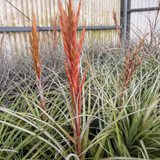 Tillandsia fasc. v. densispica (Fl.) x schusteri