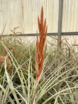 Tillandsia fasc. v. densispica (Fl.) x schusteri