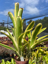 Aechmea nudicaulis (albo marginated) Aechmea nudicaulis (albo marginated)