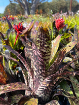 Aechmea orlandiana 'Rainbow' - Bird Rock Tropicals