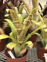 Aechmea 'Red Bands' (Aech. triangularis x maculata)