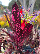 Billbergia Ivory Tower - Bird Rock Tropicals