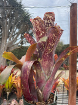 Billbergia El Jefe Billbergia El Jefe
