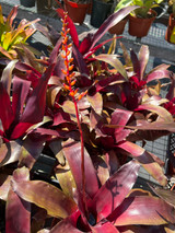Aechmea fulgens v. discolor cv. Vin Rose Aechmea fulgens v. discolor cv. Vin Rose