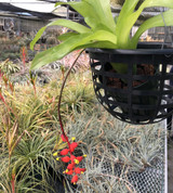 Aechmea racinae