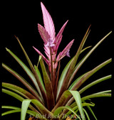 Tillandsia Creation