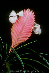 Wallisia (Tillandsia) cyanea 'White Petals'