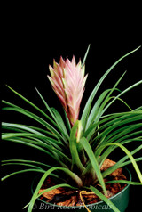 Wallisia (Tillandsia) cyanea 'Triflor' - Bird Rock Tropicals