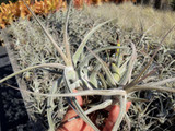 Tillandsia ehlersiana