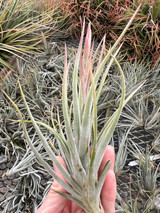 Tillandsia circinnatoides x pueblensis