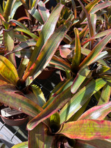 Neoregelia ampullacea (variegated)