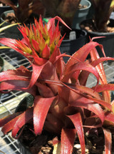 Aechmea recurvata 'Bronze Age'