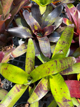 Neoregelia 'Thunderclouds'