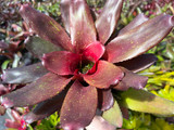 Neoregelia Pink Polka  Dot