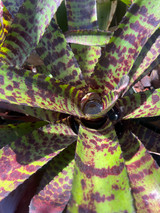 Neoregelia Hannibal Lector  #3 'Governors Plea'