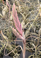 Tillandsia intermedia Tillandsia intermedia