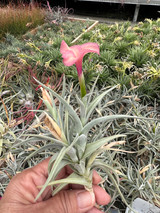 Tillandsia Mystic Trumpet Peach (T. albertiana x xiphioides)