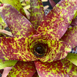 Neoregelia Betty Head