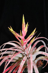 Tillandsia chiapensis hybrid 'RL'