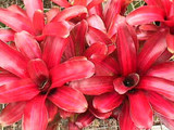 Neoregelia Zoe (Neo. fireball, variegated)