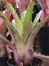 Hohenbergia vestita (green clone)