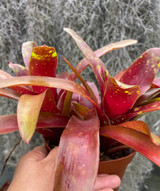 Neoregelia Foster's hybrid x Fireball