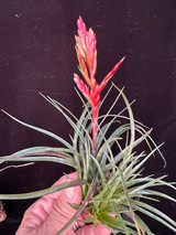 Tillandsia canescens