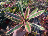 Neoregelia 'Cantankerous'