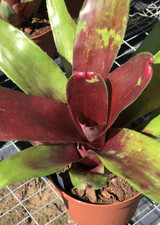 Neoregelia War Paint