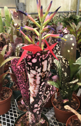 Billbergia Moulin Rouge