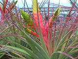 Tillandsia fasciculata 'Chacalapa'