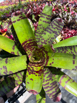 Neoregelia Hannibal Lector #2 'Clarise'