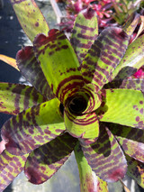 Neoregelia Hannibal Lector #2 'Clarise'